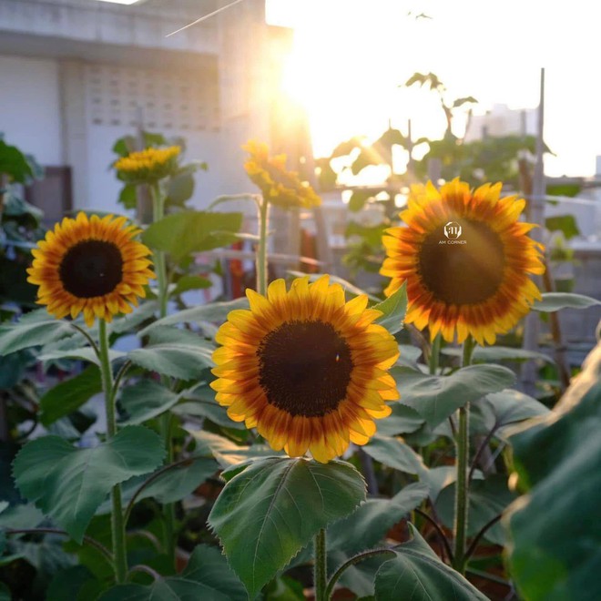 Mê mẩn khu vườn sân thượng đẹp 'như vẽ bằng AI' của mẹ đảm Đà Nẵng - Ảnh 34.