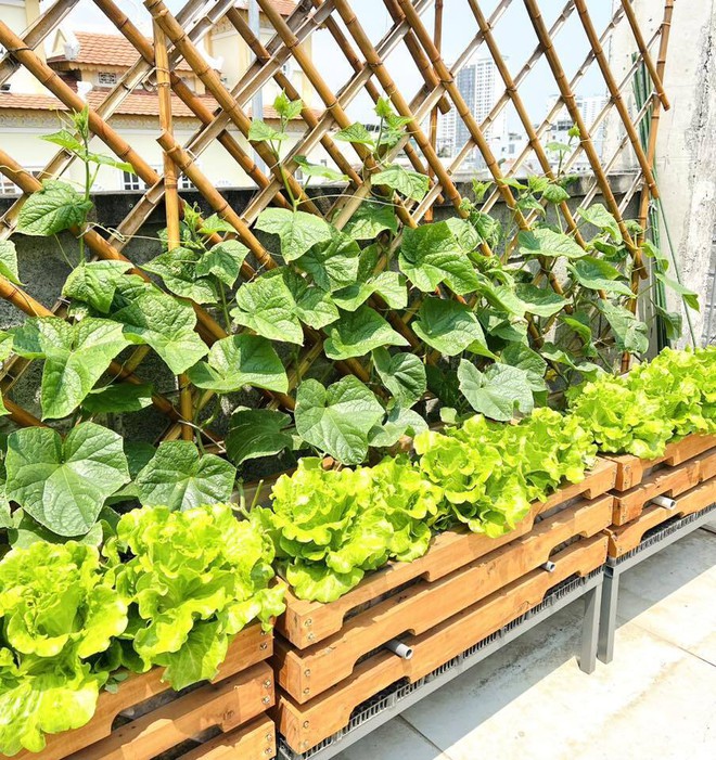 Mê mẩn khu vườn sân thượng đẹp 'như vẽ bằng AI' của mẹ đảm Đà Nẵng - Ảnh 10.