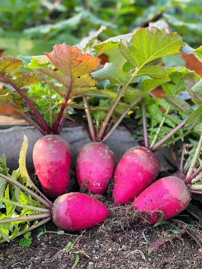 Mê mẩn khu vườn sân thượng đẹp 'như vẽ bằng AI' của mẹ đảm Đà Nẵng - Ảnh 29.