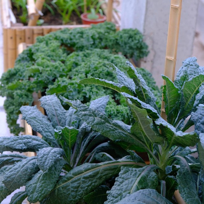 Mê mẩn khu vườn sân thượng đẹp 'như vẽ bằng AI' của mẹ đảm Đà Nẵng - Ảnh 17.