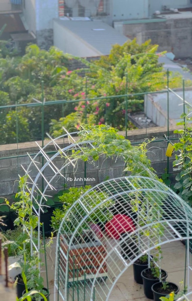 Mê mẩn khu vườn sân thượng đẹp 'như vẽ bằng AI' của mẹ đảm Đà Nẵng - Ảnh 35.