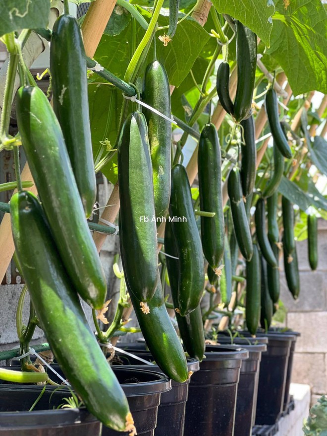 Mê mẩn khu vườn sân thượng đẹp 'như vẽ bằng AI' của mẹ đảm Đà Nẵng - Ảnh 18.