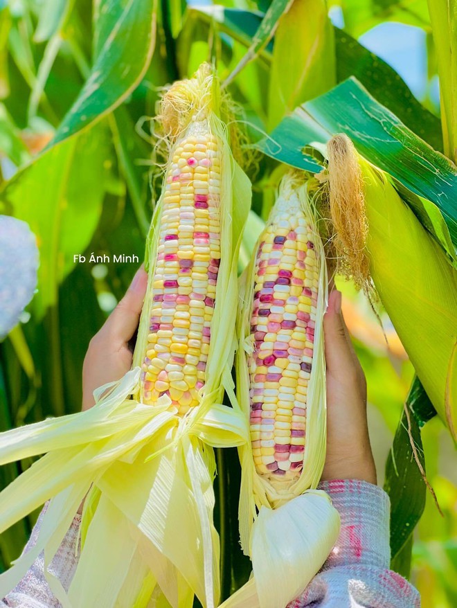 Mê mẩn khu vườn sân thượng đẹp 'như vẽ bằng AI' của mẹ đảm Đà Nẵng - Ảnh 24.