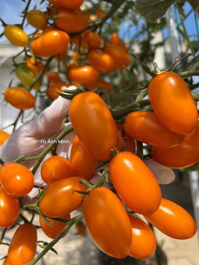 Mê mẩn khu vườn sân thượng đẹp 'như vẽ bằng AI' của mẹ đảm Đà Nẵng - Ảnh 21.