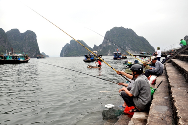 Loại cá được mệnh danh là "cá thuốc Bắc" vì bổ máu, rẻ hơn cá thu, ít tanh, cực phổ biến ở Quảng Ninh - Ảnh 2.