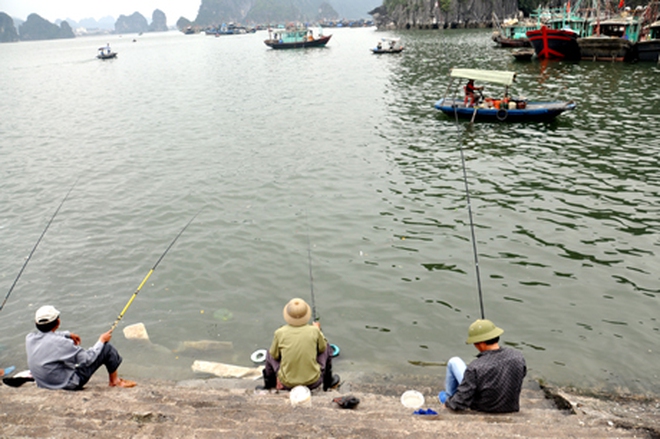 Loại cá được mệnh danh là "cá thuốc Bắc" vì bổ máu, rẻ hơn cá thu, ít tanh, cực phổ biến ở Quảng Ninh - Ảnh 3.