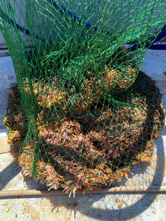 Thu gom 130kg rác dưới đáy biển Cù Lao Chàm - Ảnh 2.