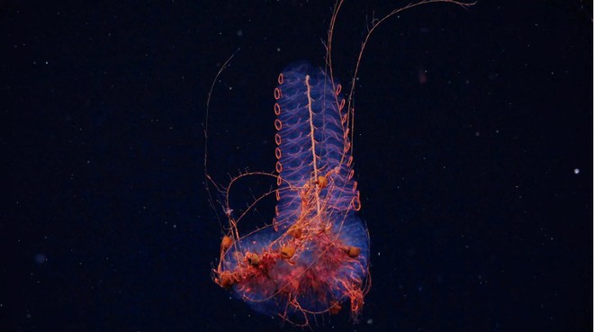 Đặt camera xuống biển sâu, phát hiện nhiều sinh vật kỳ lạ khiến các nhà khoa học sửng sốt - Ảnh 2.