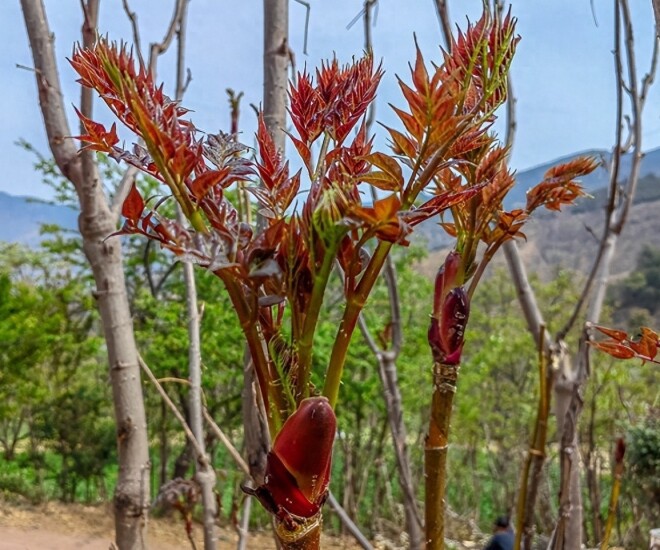 Thứ rau dại ở Việt Nam, Trung Quốc v&iacute; l&agrave; &ldquo;cao lương mỹ vị số 1 thế giới&rdquo;: Nấu kiểu n&agrave;y bao nhi&ecirc;u cũng hết - Ảnh 1.