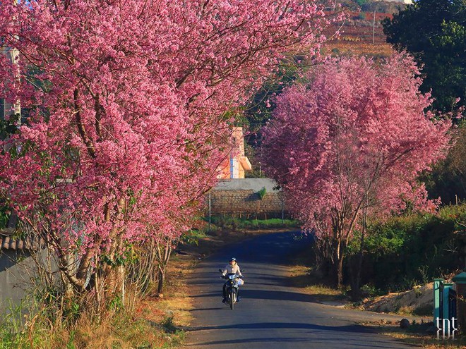 Đầu năm 2026, du lịch Đà Lạt có một việc “chưa từng có tiền lệ” - Ảnh 10.