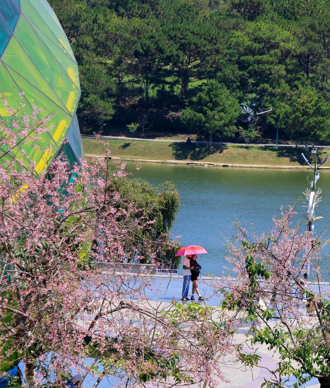 Đầu năm 2026, du lịch Đà Lạt có một việc “chưa từng có tiền lệ” - Ảnh 5.