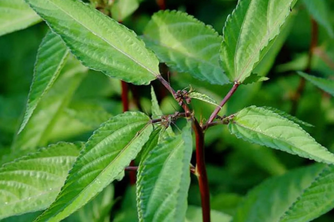 Việt Nam c&oacute; loại rau nhiều sắt hơn thịt b&ograve;: Bổ tim, ngừa ung thư nhưng nhiều người ch&ecirc; kh&ocirc;ng ăn - Ảnh 1.