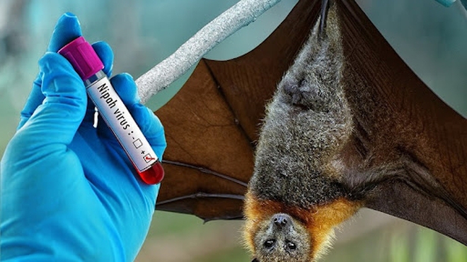 Các sân bay kiểm tra "như thời Covid" phòng dịch Nipah như thế nào? Du khách đến những nơi này cần lưu ý - Ảnh 4.