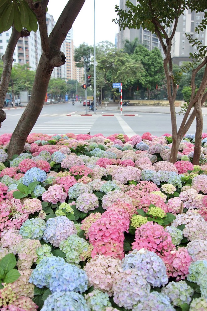 Một góc đường Trần Duy Hưng, Hà Nội gây chú ý - Ảnh 5.