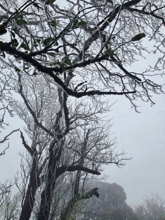 Ngo&agrave;i Fansipan, Mẫu Sơn, nơi n&agrave;y cũng c&oacute; băng gi&aacute; d&agrave;y đặc: Độ cao gần 2000m, c&aacute;ch H&agrave; Nội hơn 200km - Ảnh 3.