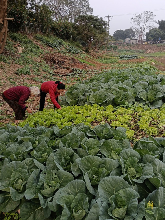 Một viện dưỡng lão ở rìa Hà Nội: Gần núi Ba Vì, có phòng ở như căn hộ chung cư thu nhỏ - Ảnh 2.