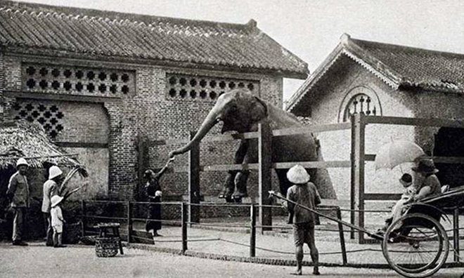 Sở thú lâu đời nhất Việt Nam bất ngờ “hẹn” khách vào 9h sáng Chủ nhật tuần này - Ảnh 3.