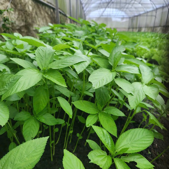 Việt Nam c&oacute; loại rau người Nhật v&iacute; l&agrave; "nh&acirc;n s&acirc;m xanh": Giảm mỡ m&aacute;u, bổ tim nhưng nhiều người ch&ecirc; kh&ocirc;ng ăn - Ảnh 2.