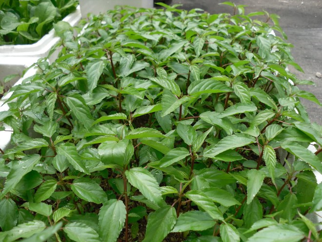 Việt Nam c&oacute; loại rau người Nhật v&iacute; l&agrave; "nh&acirc;n s&acirc;m xanh": Giảm mỡ m&aacute;u, bổ tim nhưng nhiều người ch&ecirc; kh&ocirc;ng ăn - Ảnh 3.