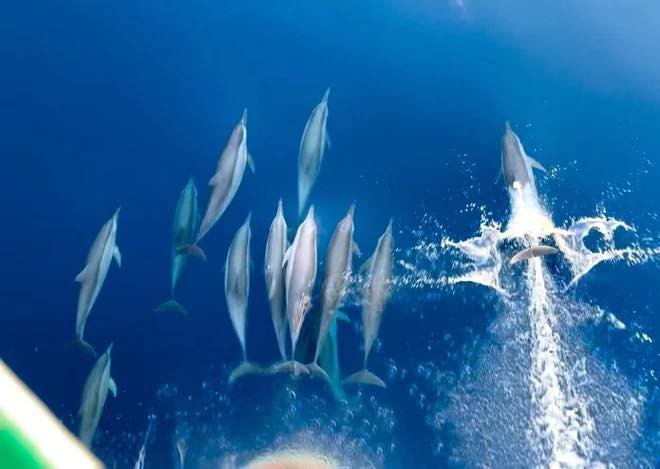 Cảnh tượng vừa xảy ra trên biển Khánh Hòa khiến nhiều người thốt lên: Thật hiếm có! - Ảnh 2.