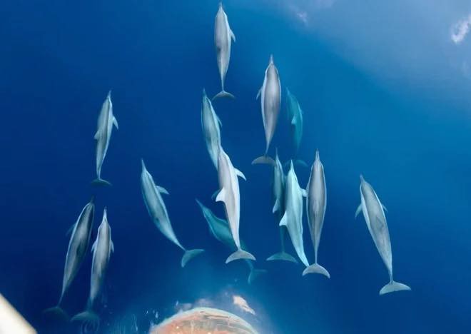 Cảnh tượng vừa xảy ra trên biển Khánh Hòa khiến nhiều người thốt lên: Thật hiếm có! - Ảnh 3.