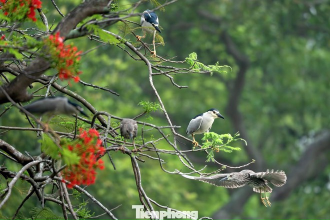 Cảnh tượng ngay tại Hồ Gươm, Hà Nội khiến nhiều người phải thốt lên: Không tin vào mắt mình! - Ảnh 3.