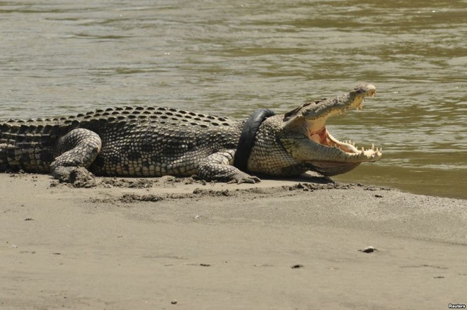 24h qua ảnh: Cá sấu khổng lồ mắc kẹt đầu trong lốp xe - Ảnh 5.