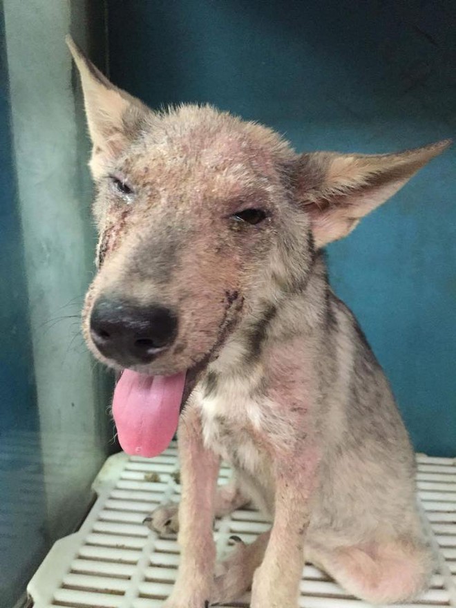 Después de unos meses, el perro con sarna ha cambiado drásticamente - Foto 3.