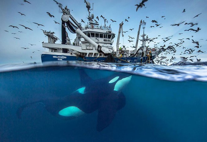 Những khoảnh khắc tuyệt đẹp và ấn tượng về loài cá voi - Ảnh 1.