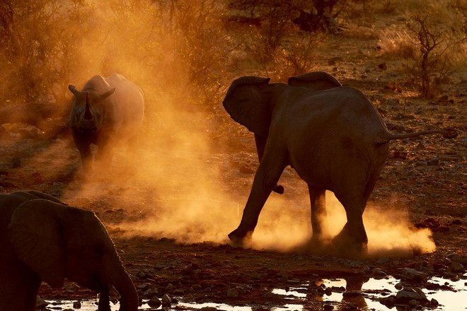 24h qua ảnh: Voi và tê giác đen quyết chiến giành nước uống - Ảnh 8.