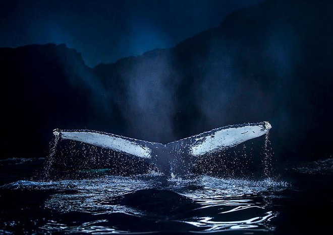 Những khoảnh khắc tuyệt đẹp và ấn tượng về loài cá voi - Ảnh 9.