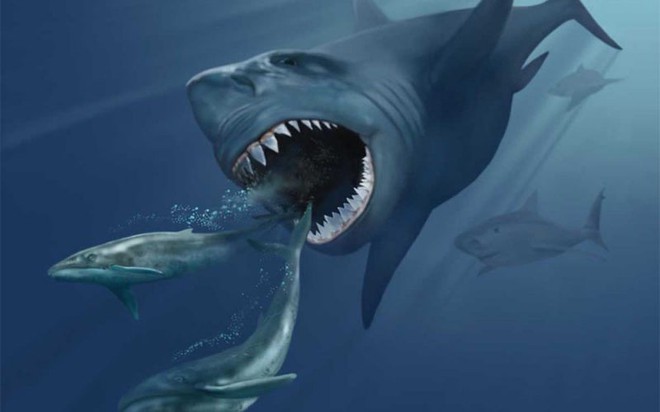 Siêu cá mập lớn nhất Trái Đất Megalodon biến mất, vì sao? - Ảnh 2.