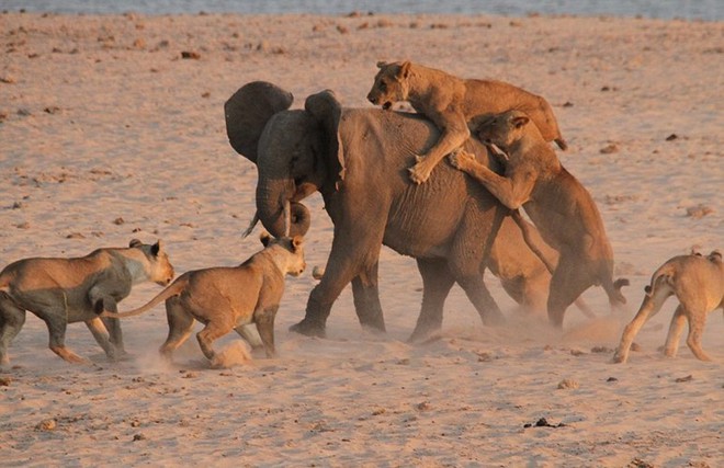 24h qua ảnh: Rợn người khoảnh khắc đàn sư tử quây giết voi con - Ảnh 8.