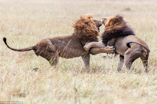 24h qua ảnh: Cặp sư tử đực quyết chiến tranh bạn tình - Ảnh 2.