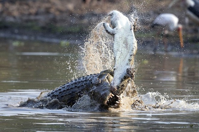 24h qua ảnh: Kinh hãi cá sấu ăn thịt đồng loại tàn khốc - Ảnh 3.