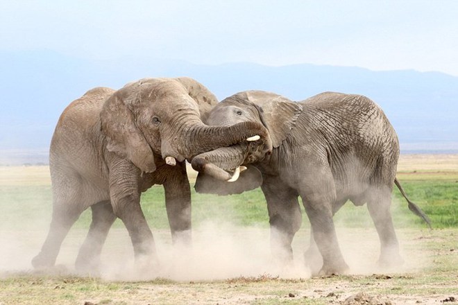 7 ngày qua ảnh: Cặp voi đực khổng lồ quyết đấu giành quyền cai trị - Ảnh 3.