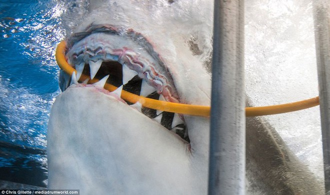 24h qua ảnh: Rợn người cá mập khổng lồ cắn đứt ống thở của thợ lặn - Ảnh 4.