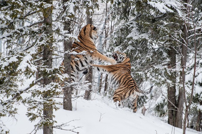 24h qua ảnh: Cặp hổ dữ quyết chiến tranh bạn tình trong rừng tuyết - Ảnh 3.