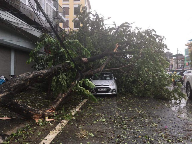 Cơn bão số 1: Gió giật cấp 8-10, HN nhiều cây đổ, đường tắc nghẽn - Ảnh 19.