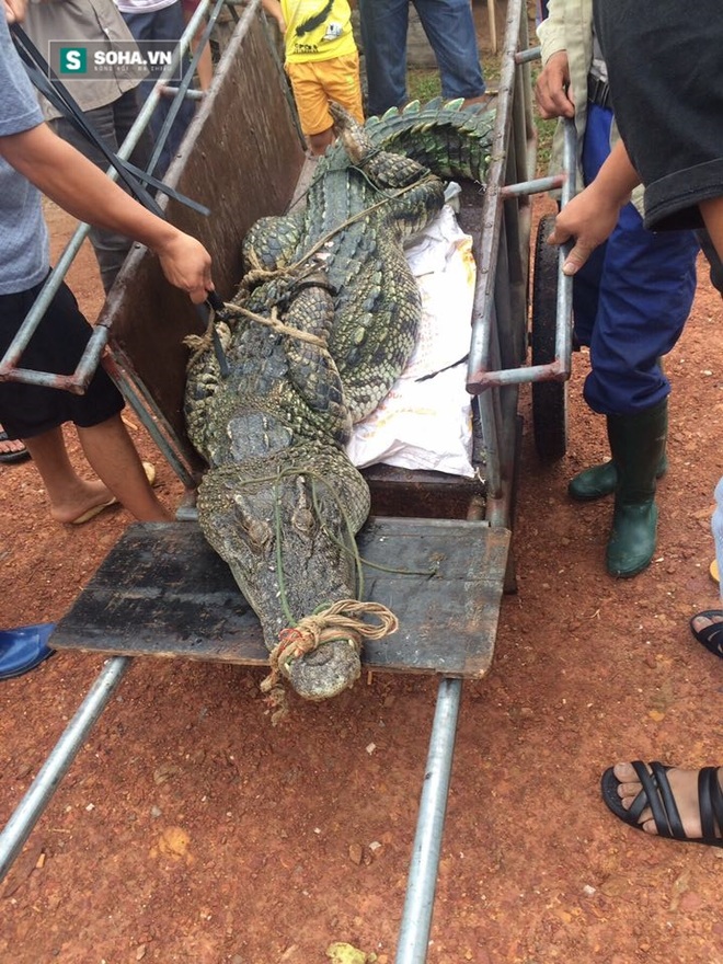Những hình ảnh đáng sợ về con cá sấu dài gần 3 mét, nặng hơn 70kg - Ảnh 10.