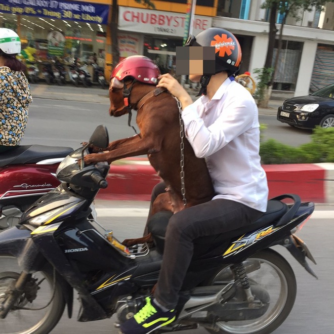 Hình ảnh cực lạ trên đường phố Hà Nội - Ảnh 2.