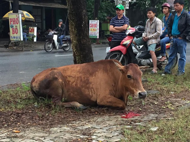 Đà Nẵng: Bò mới sinh con bị chặt chân, chặt đuôi vì ăn rau trong vườn gây xôn xao - Ảnh 2.