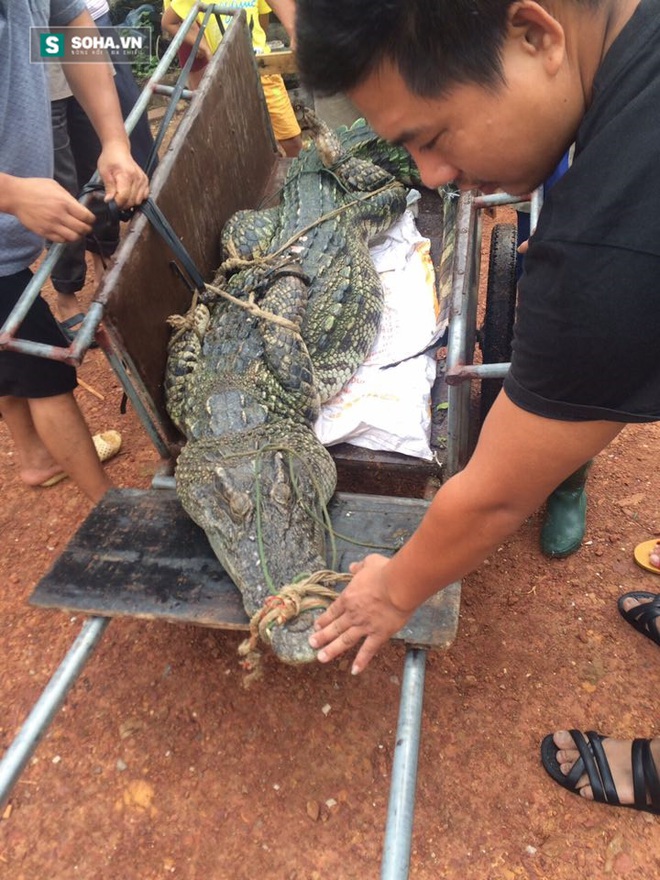 Truy tìm nguồn gốc của con cá sấu nặng hơn 70kg trong đầm Vân Trì - Ảnh 2.