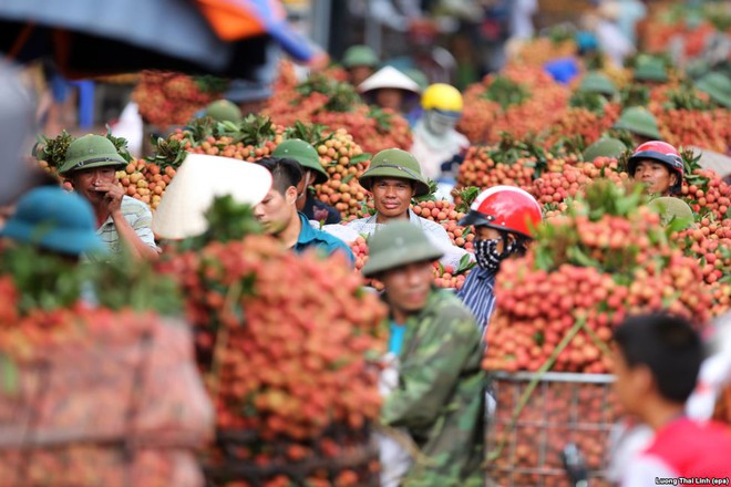 24h qua ảnh: Cảnh chợ vải thiều Việt Nam lên báo nước ngoài - Ảnh 3.