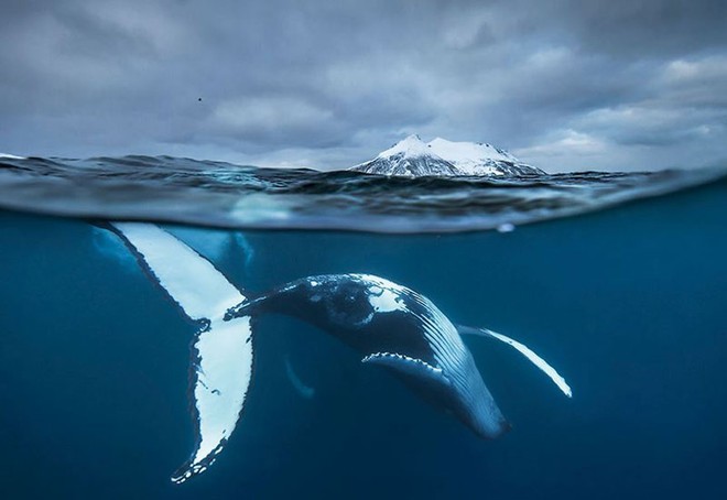 Những khoảnh khắc tuyệt đẹp và ấn tượng về loài cá voi - Ảnh 2.