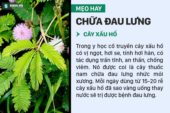 Mẹo trị đau lưng không cần dùng thuốc - Ảnh 3.