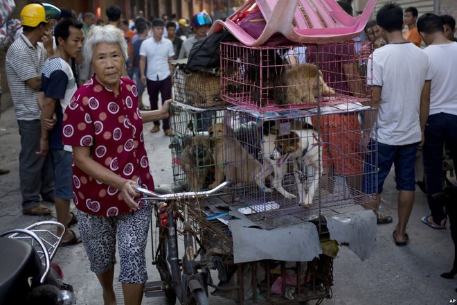 24h qua ảnh: Chó rừng tung tuyệt kỹ phi thân săn gà cát - Ảnh 3.