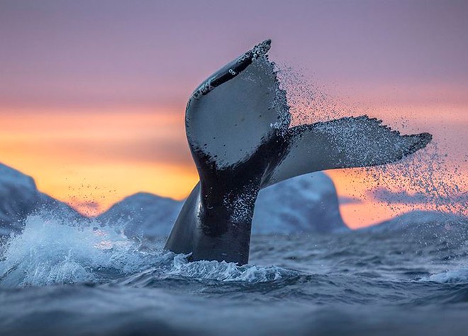 Những khoảnh khắc tuyệt đẹp và ấn tượng về loài cá voi - Ảnh 3.