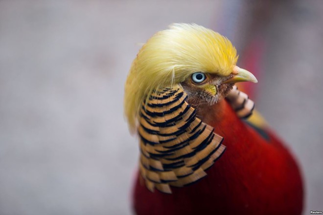 24h qua ảnh: Chim trĩ TQ nổi tiếng nhờ bộ dạng giống hệt Donald Trump - Ảnh 3.