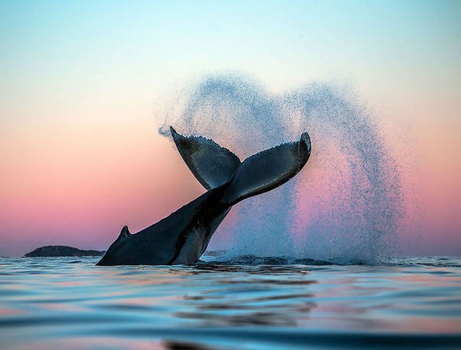 Những khoảnh khắc tuyệt đẹp và ấn tượng về loài cá voi - Ảnh 4.